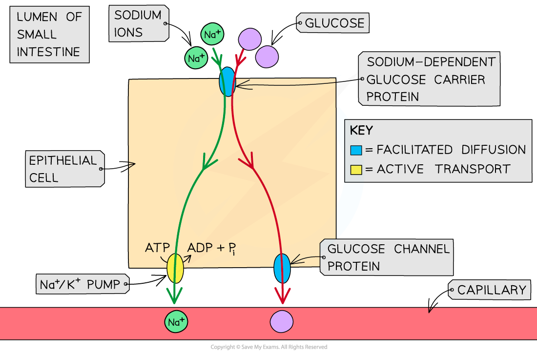 Glucose Cotransporter