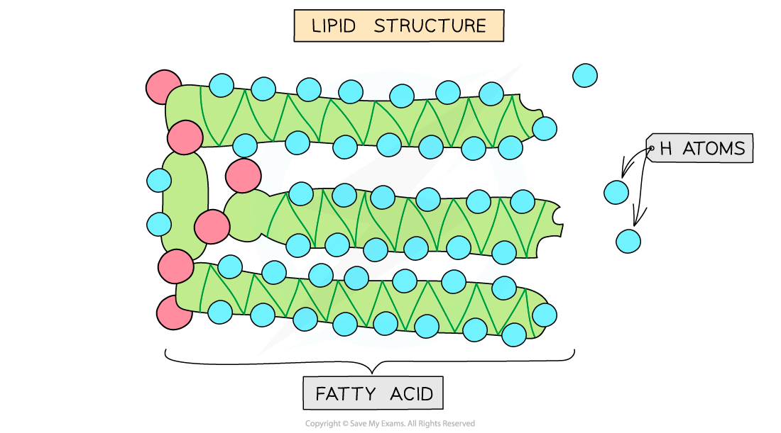 Lipid Structure