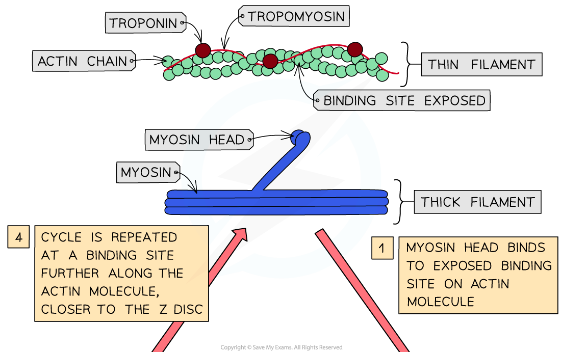 Sliding filament model of muscle contraction (1)