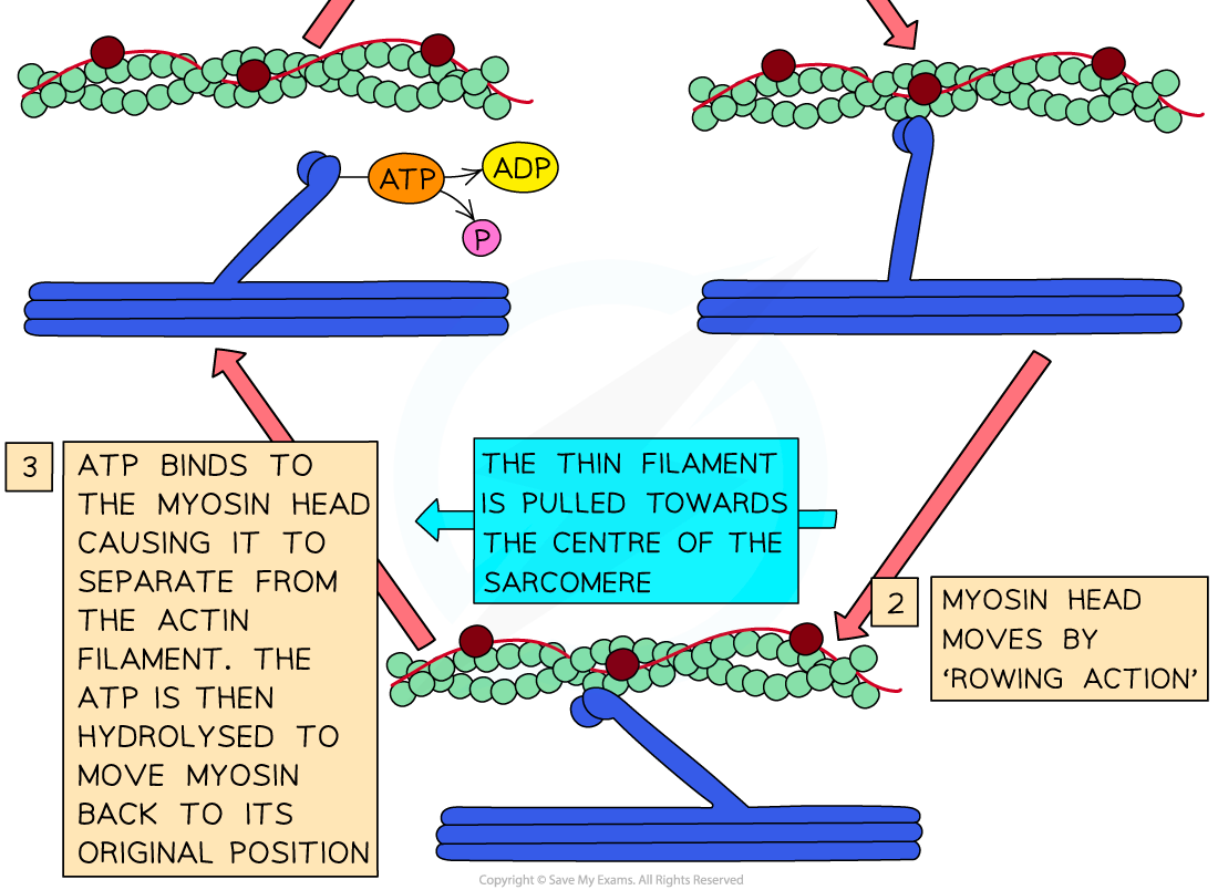 _Sliding filament model of muscle contraction (2)_1