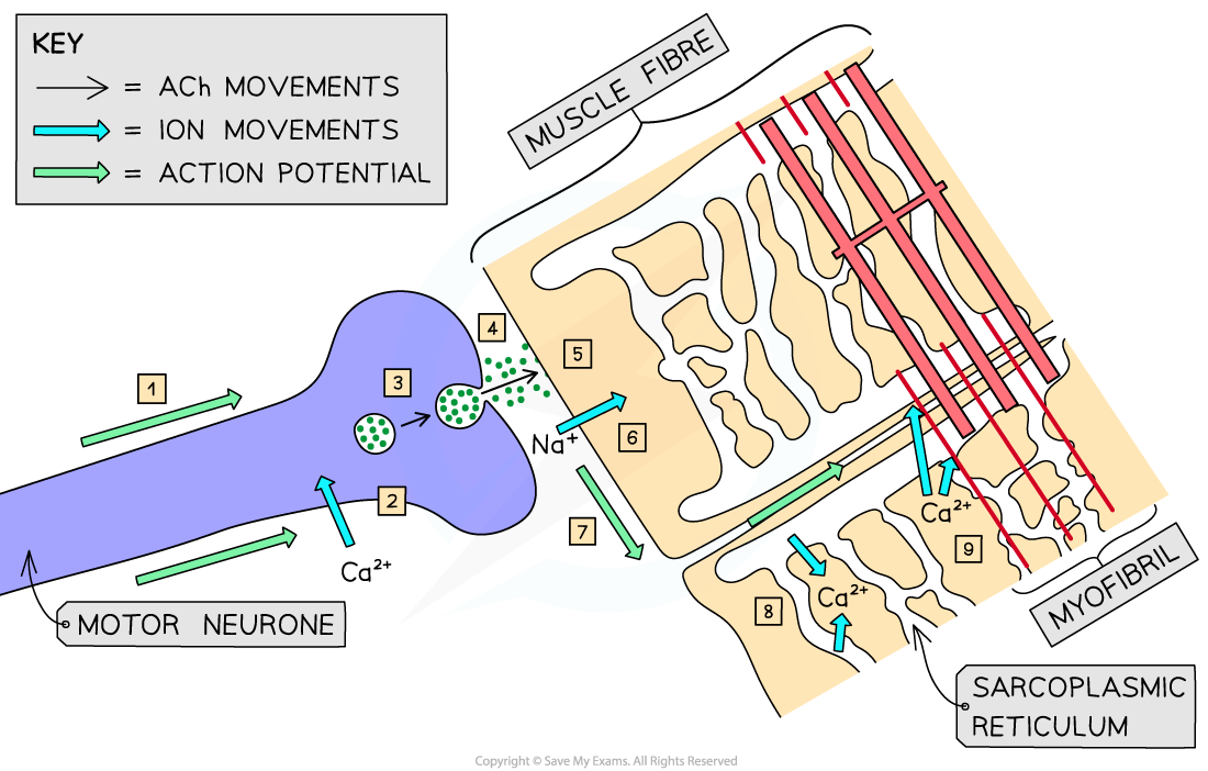 Stimulation of muscle contraction (1)