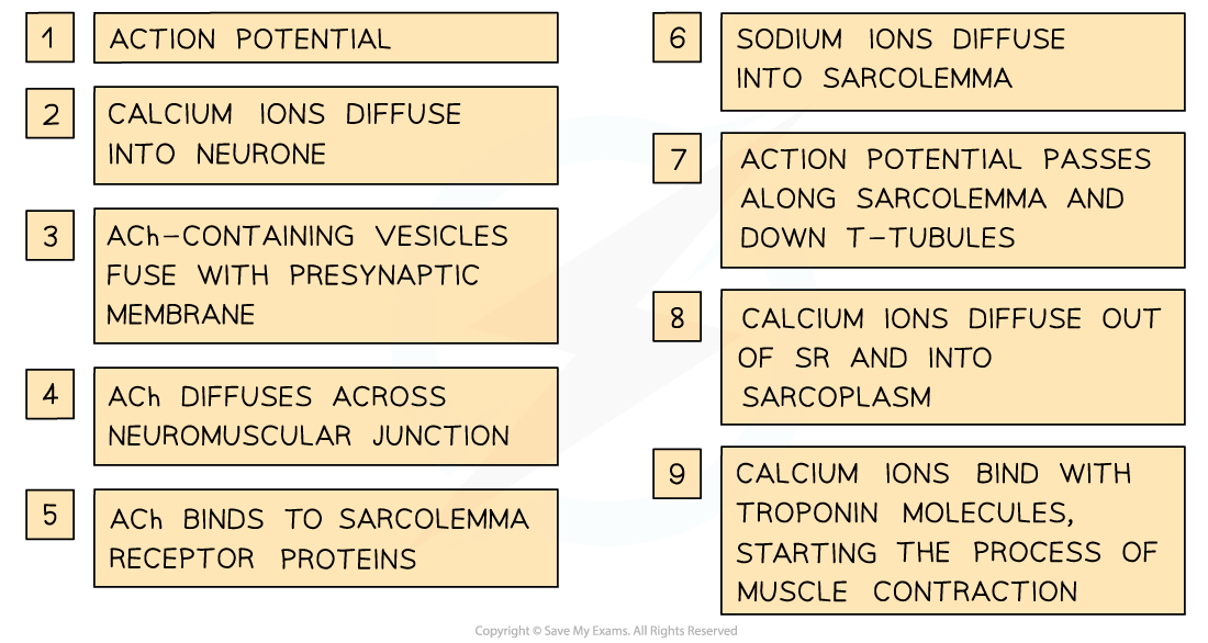 Stimulation of muscle contraction (2)