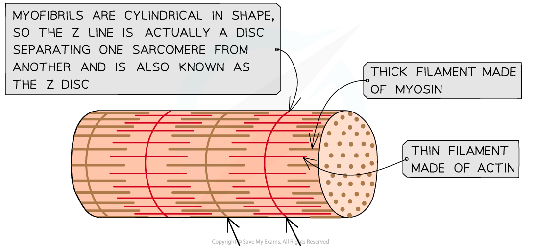 Structure of a myofibril (1)