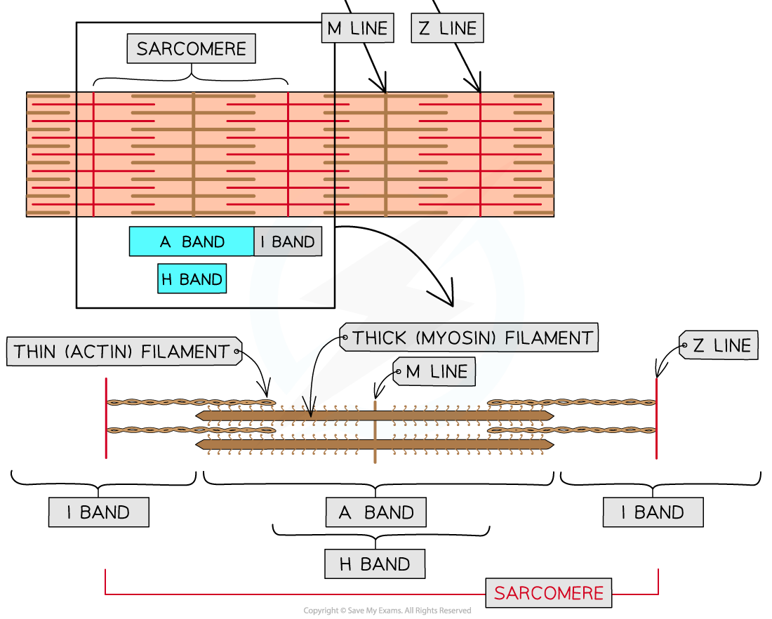 Structure of a myofibril (2)