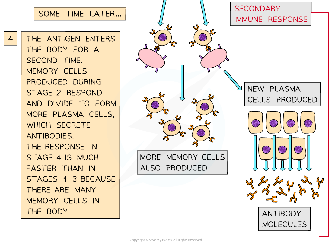 The function of B-lymphocytes during a primary and secondary immune response (2)_1