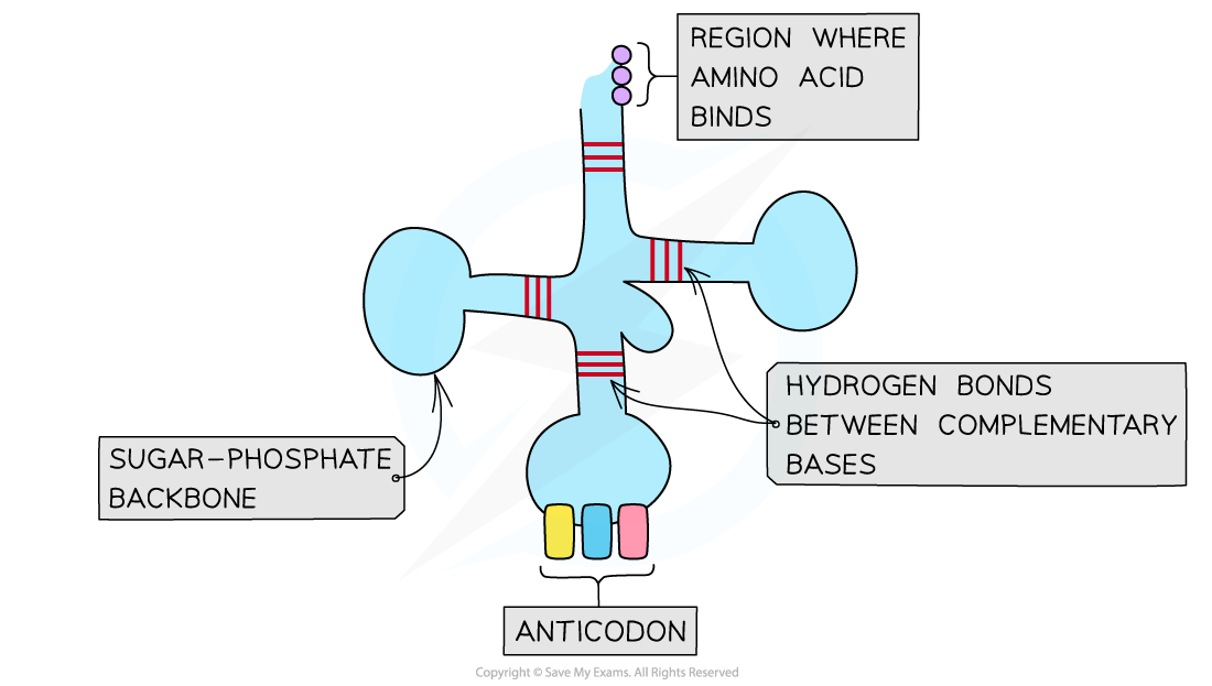 tRNA structure