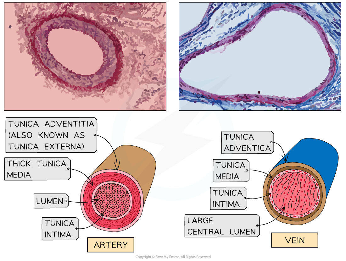 Artery and vein structure