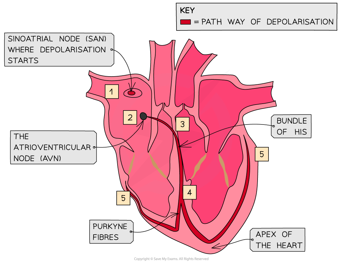 Electrical Activity of the Heart_1