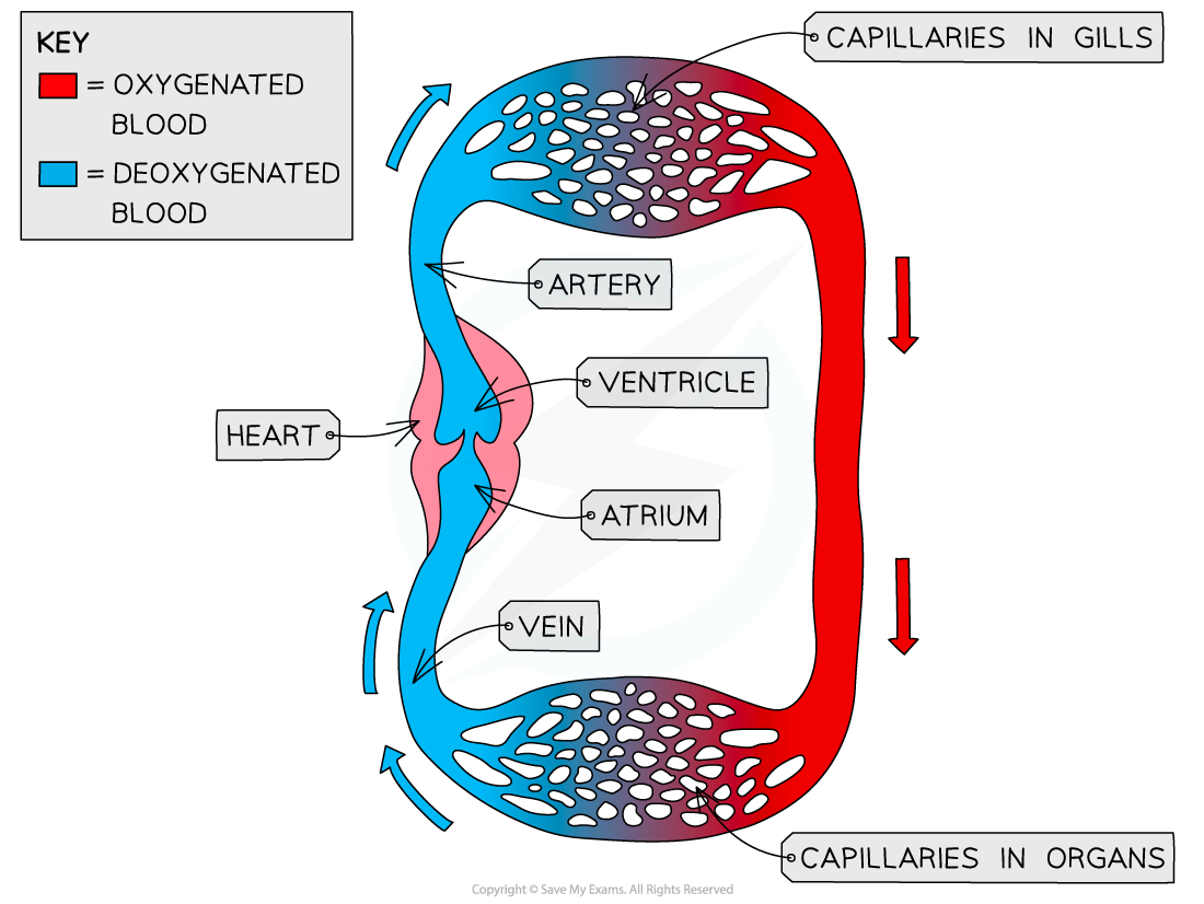 Fish circulatory system