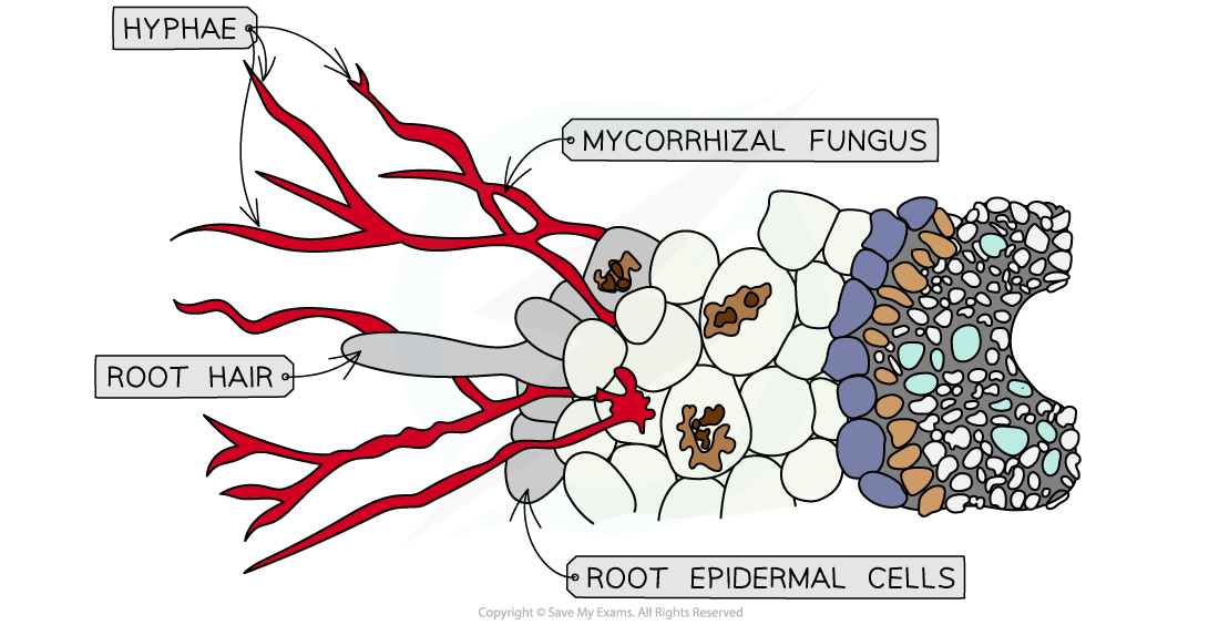 Mycorrhizae interacting with a plant root