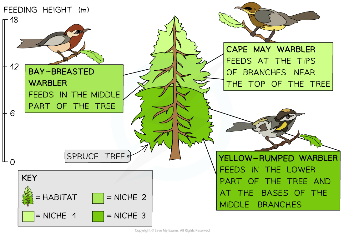 Warbler niches