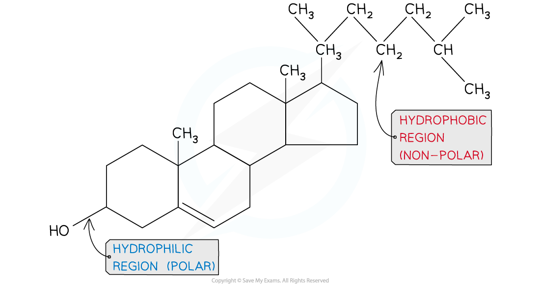 Cholesterol structure