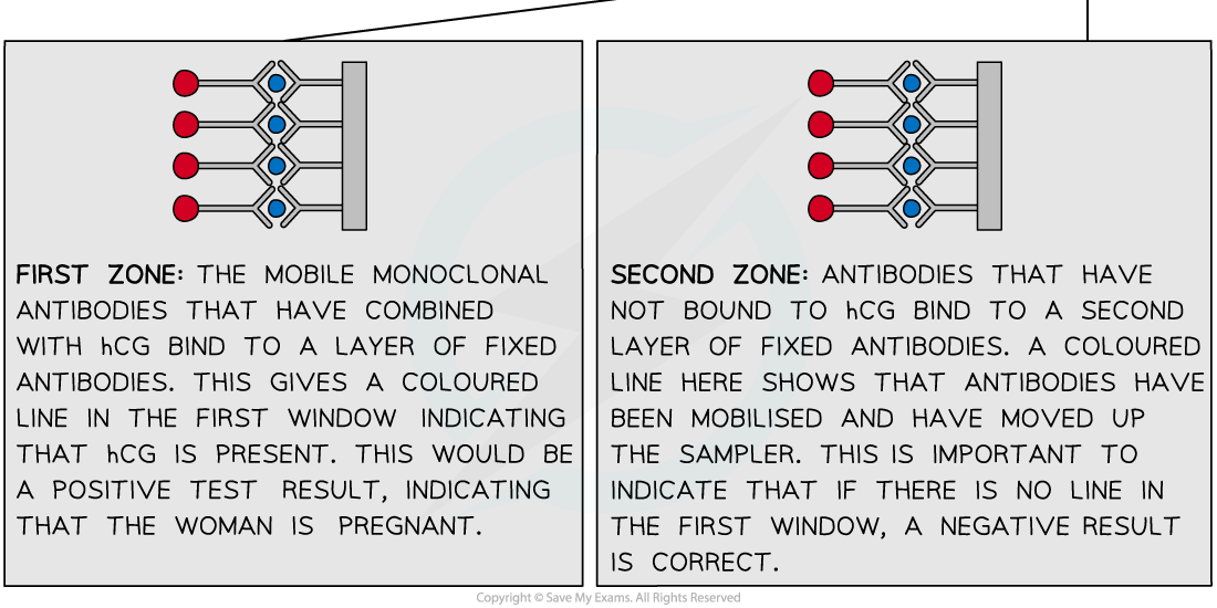 Pregnancy testing stick 2