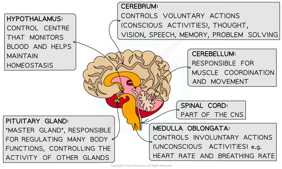 The-Brain-Structure