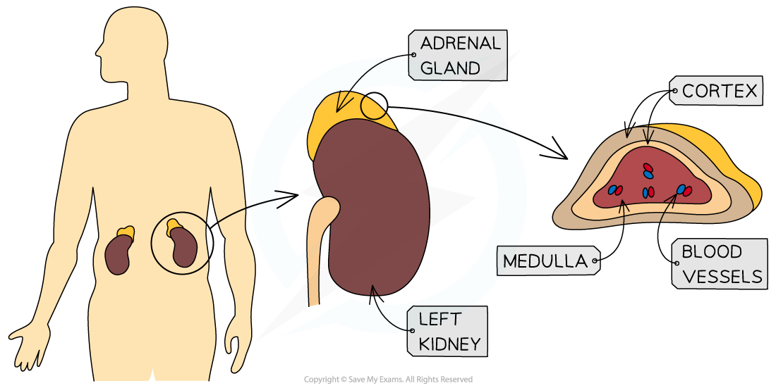 Adrenal gland structure