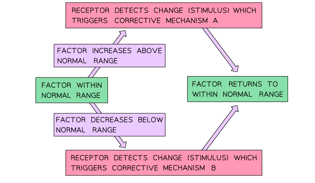 Control of negative feedback