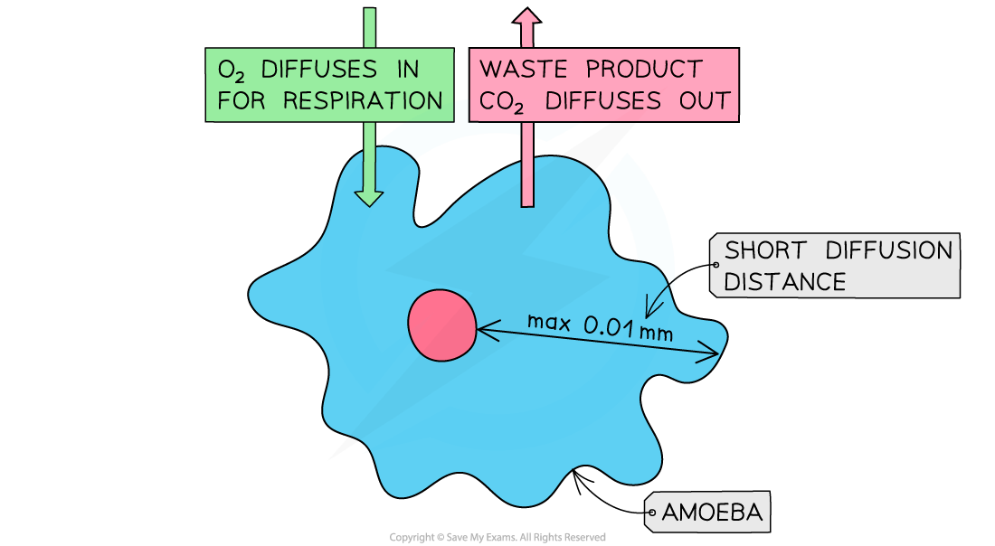 Gas exchange in amoeba