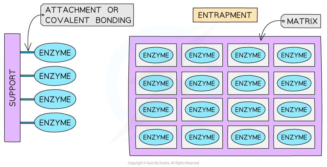 Different methods of immobilising enzymes 1