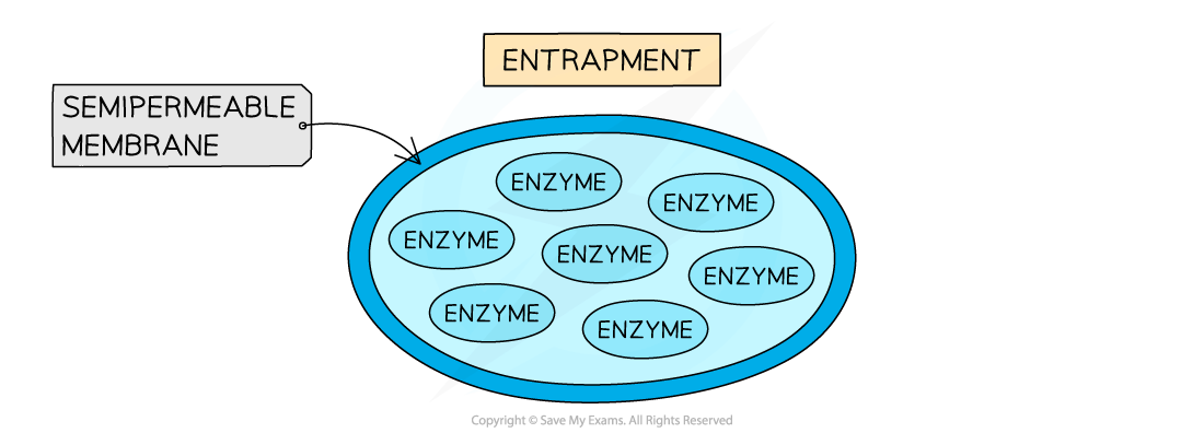 Different methods of immobilising enzymes 2