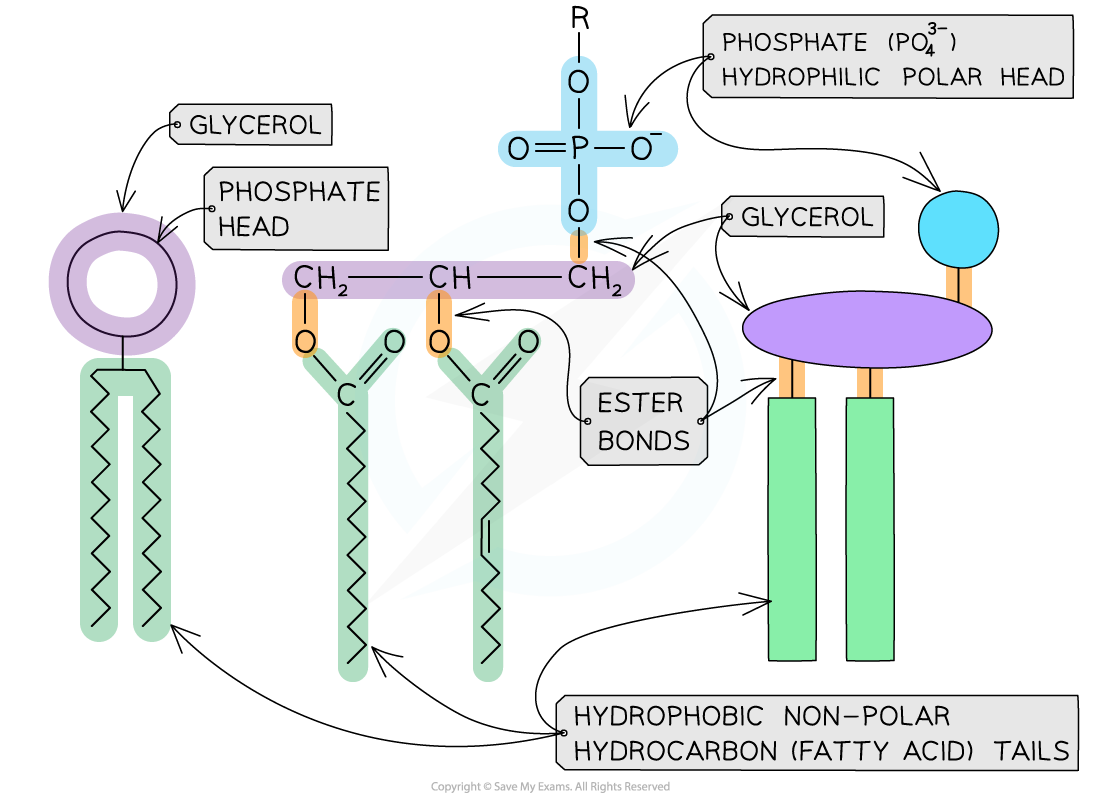 The generalised molecular structure of a phospholipid