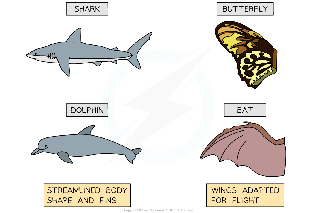 Examples of analogous characteristics