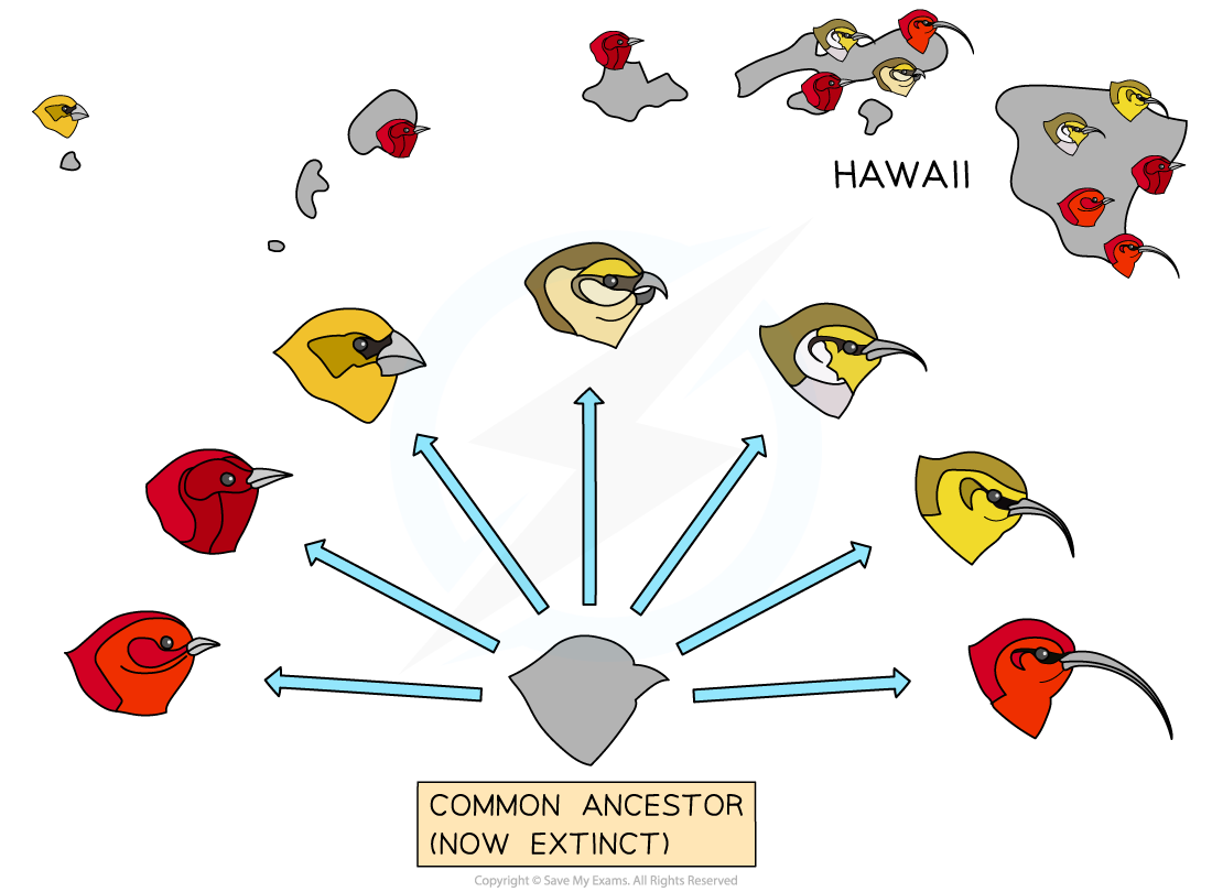 Continuous Variation Between Populations of Honeycreepers