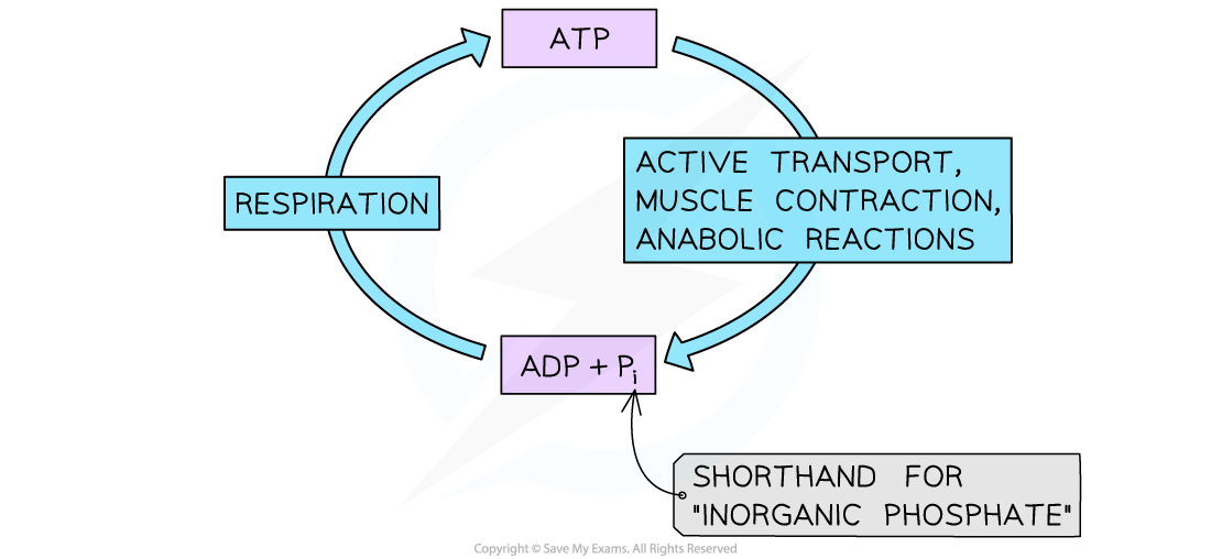 Cycling of ATP