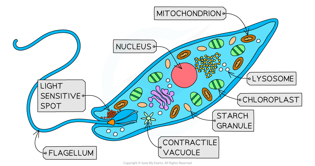 Euglena