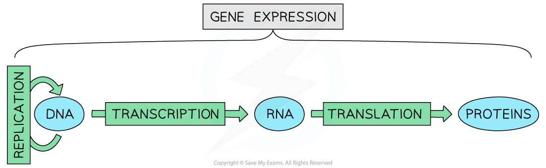 Gene expression