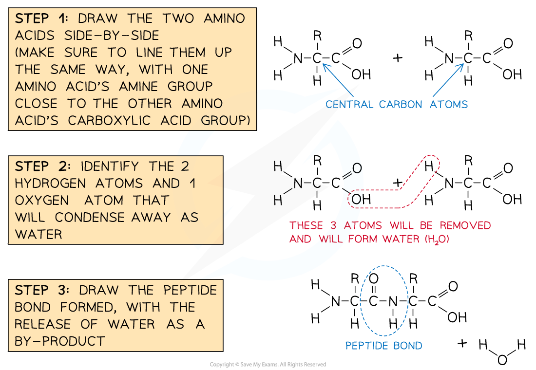 Steps in Drawing a Peptide Bond Formation