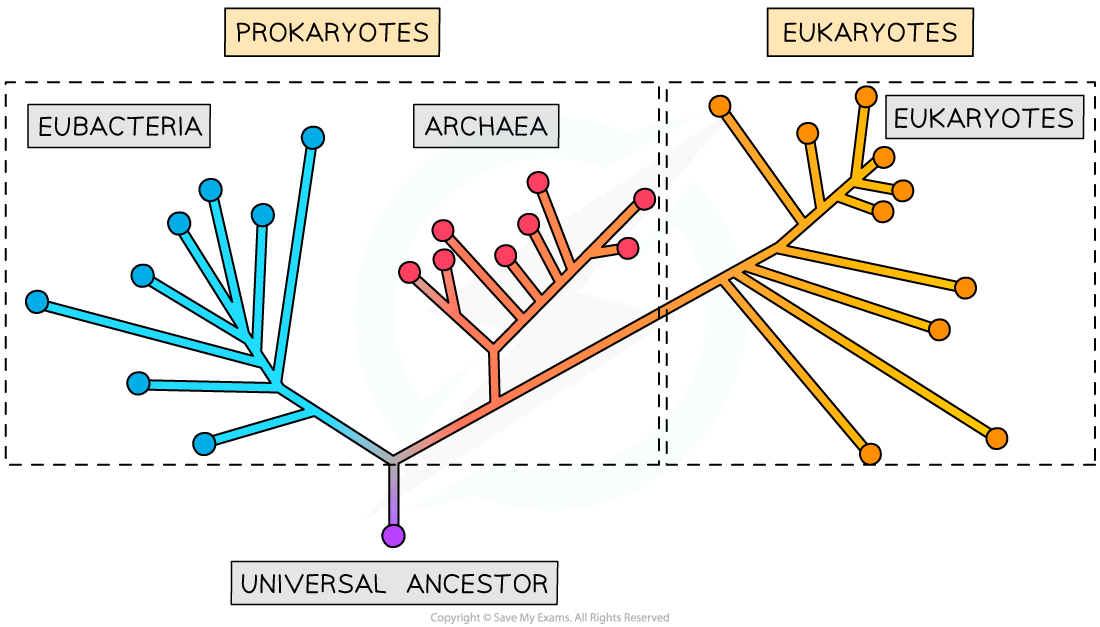 The three domains evolutionary tree