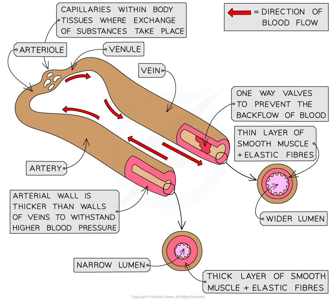 Blood vessels of the circulatory system_1