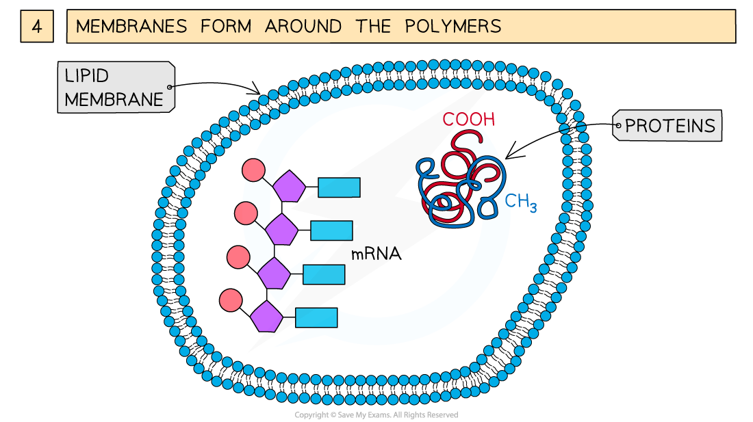 The three key stages involved in life arising from non-living materials 3