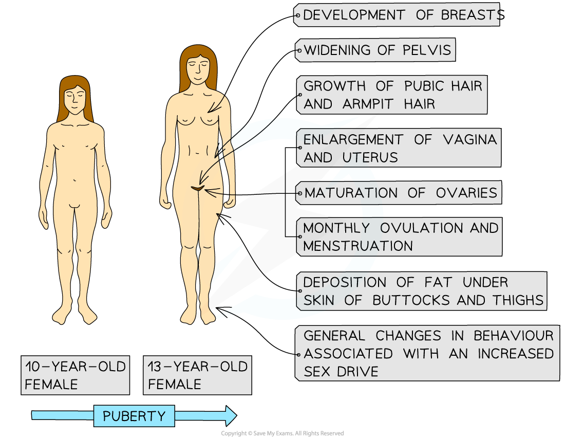 Human female secondary sexual characteristics