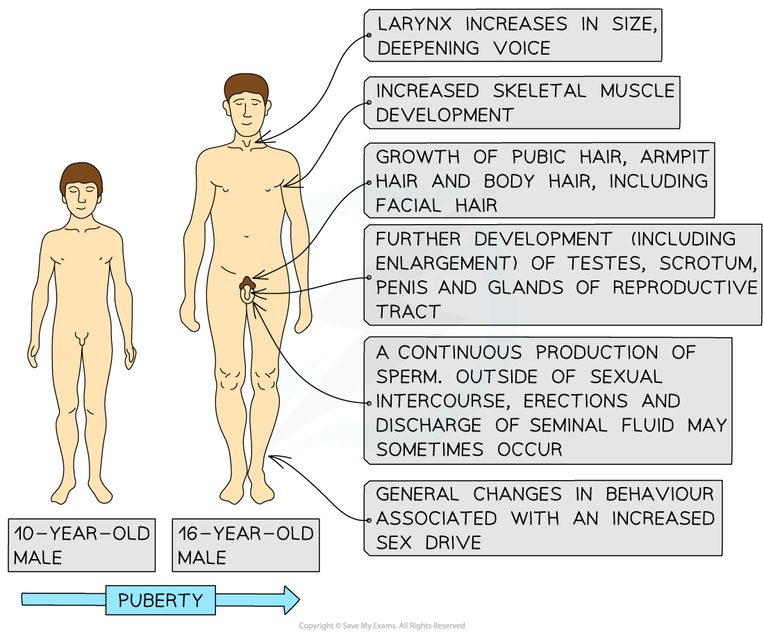 Human male secondary sexual characteristics