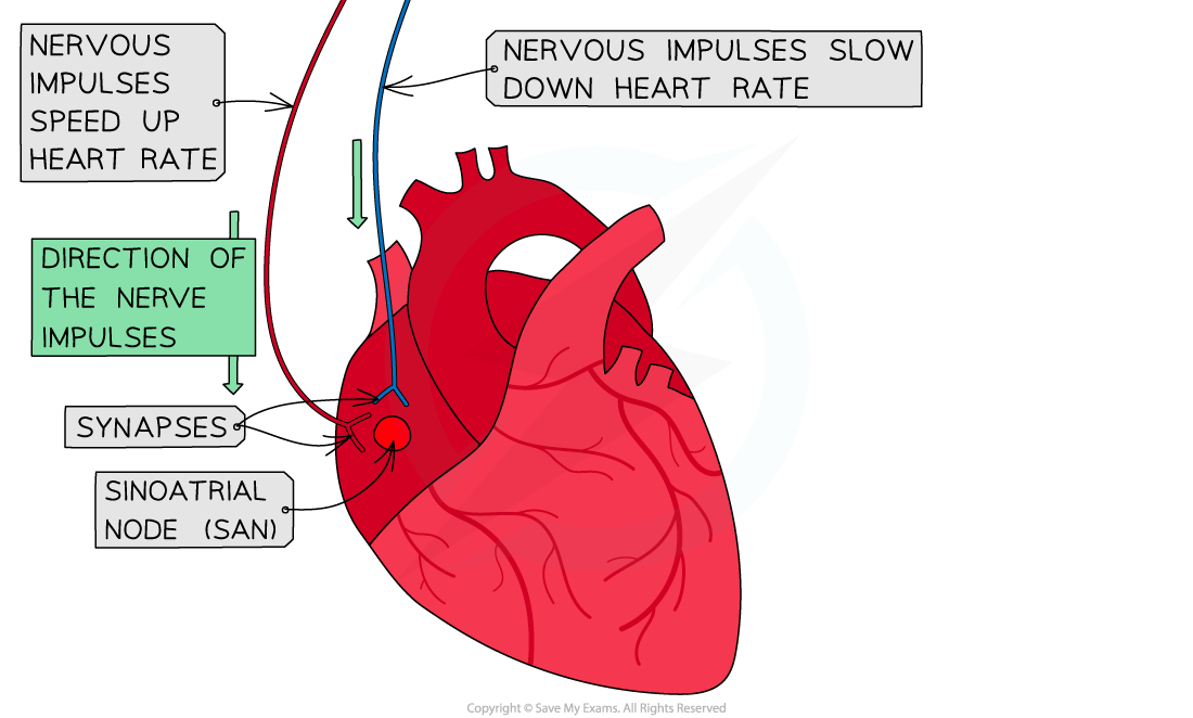 Nervous system control of heart rate 2