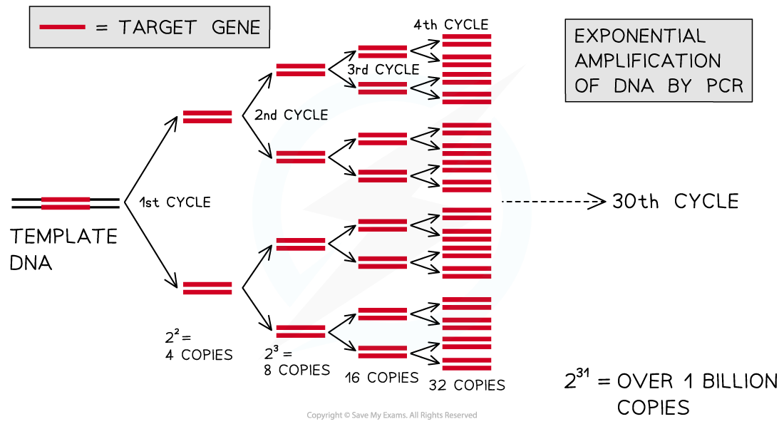 Polymerase Chain Reaction (PCR)_1