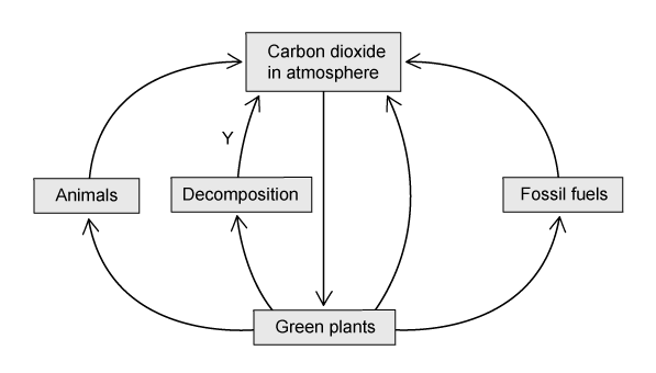 Part of carbon cycle