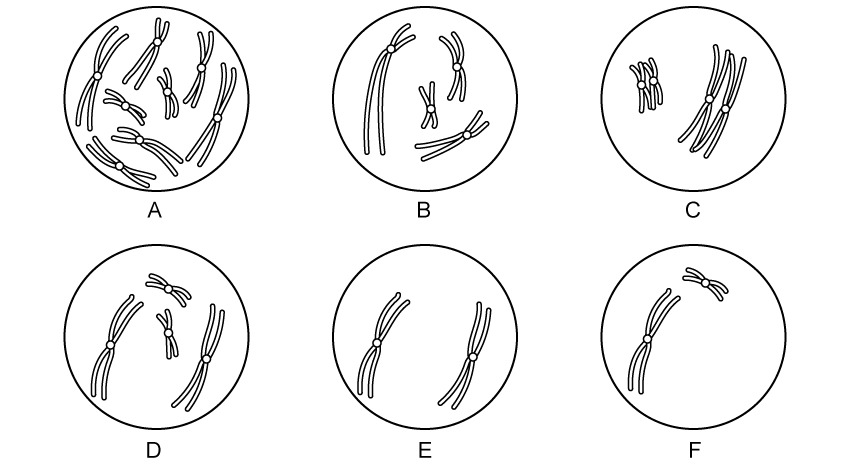 q3d_10-1_meiosis_medium_ib_hl_biology_sq