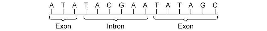 q4b_7-2_transcription_gene_expression_medium_ib_hl_biology_sq