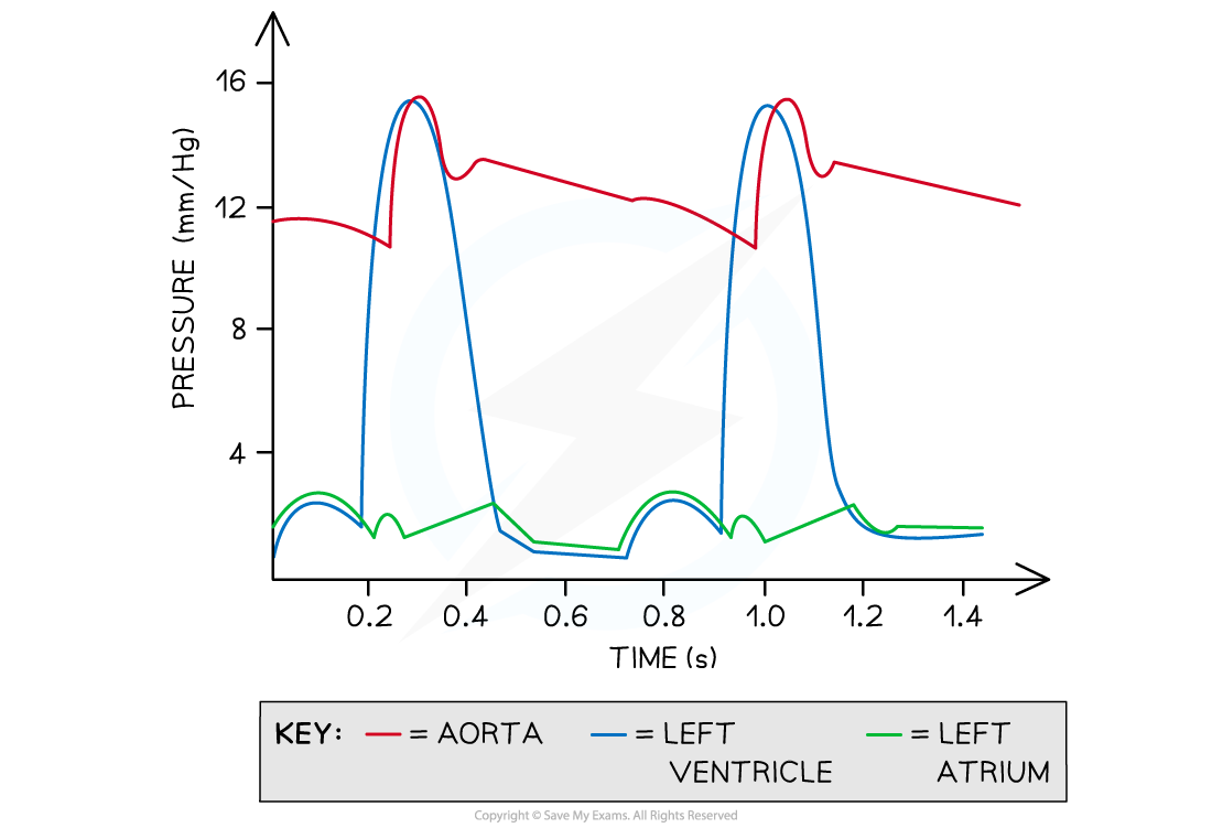 cardiac-cycle-calculation