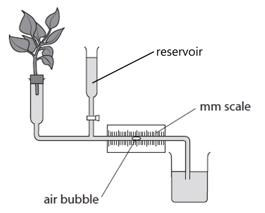 potometer