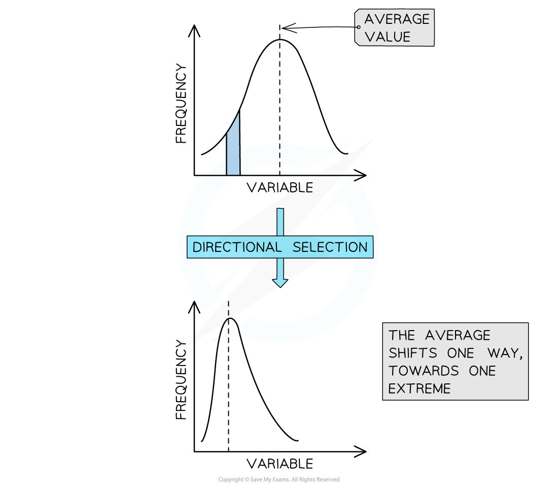 10-3-2-evolution-graph-1