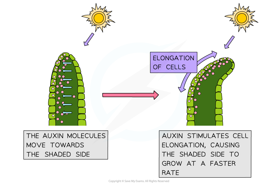 _-auxin-and-phototropism-in-shoots