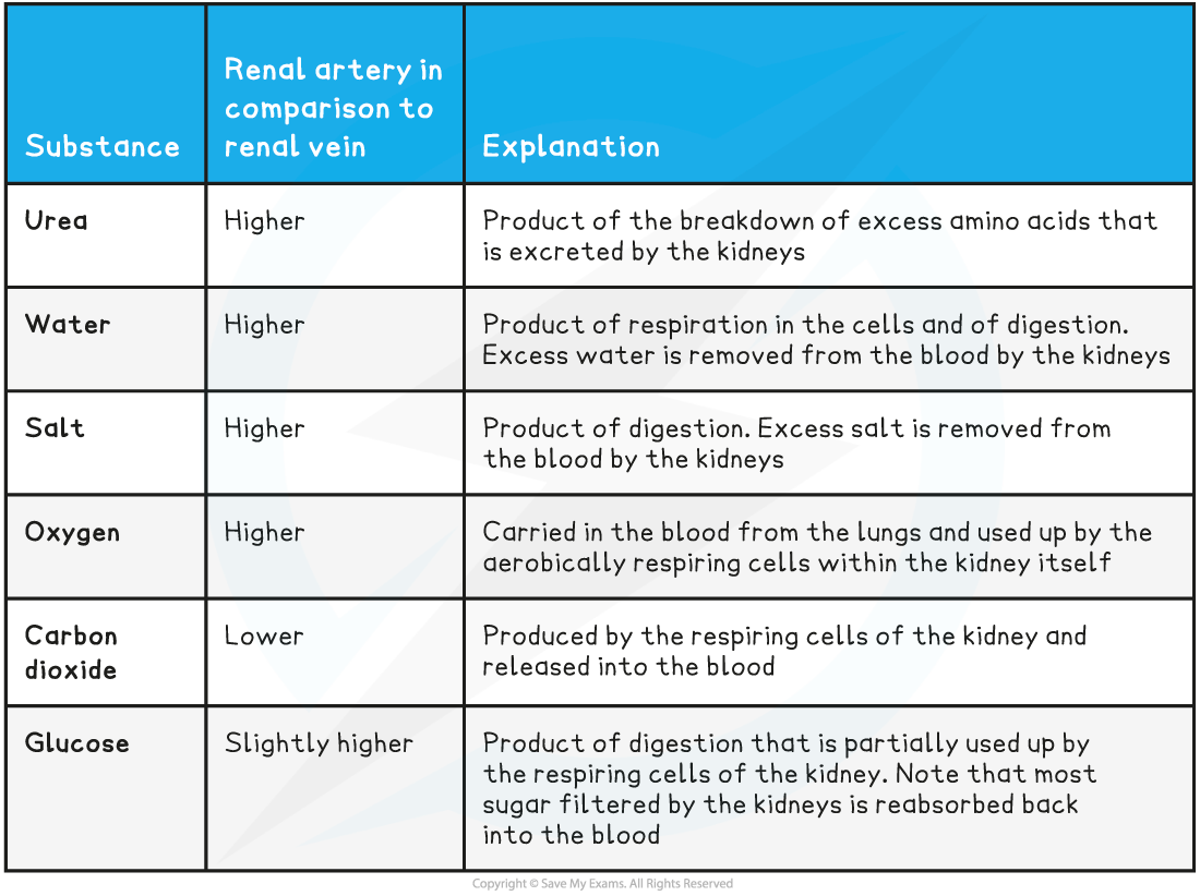 _blood-composition-in-the-renal-blood-vessels-table-blood-composition-in-the-renal-blood-vessels-table-1