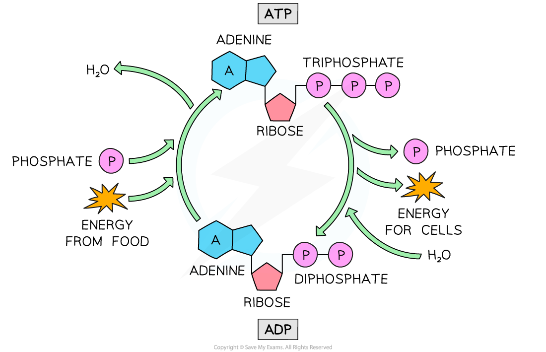 _cycling-of-atp-and-adp