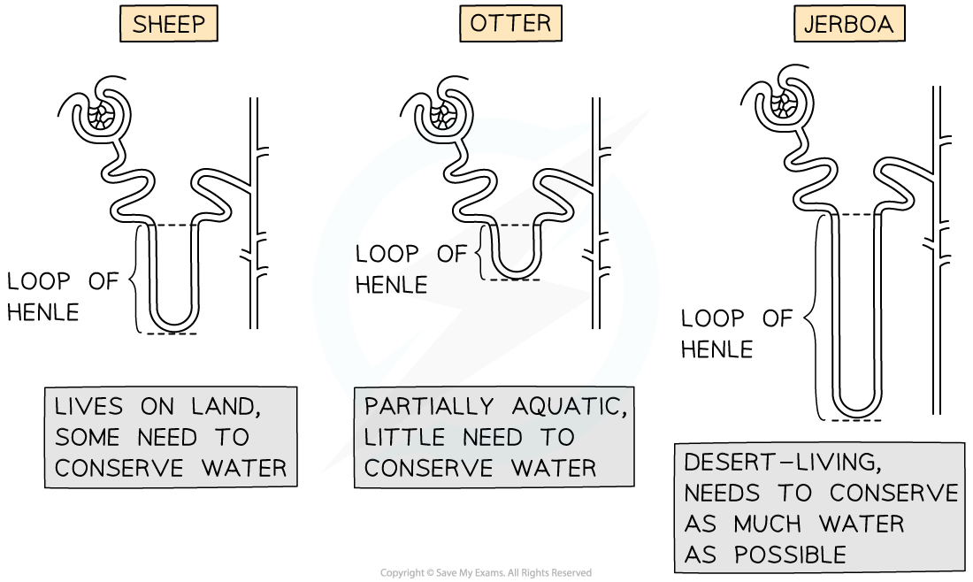 _loop-of-henle-length