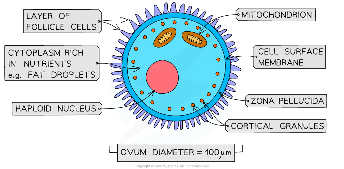 _mature-ovum-or-egg-cell