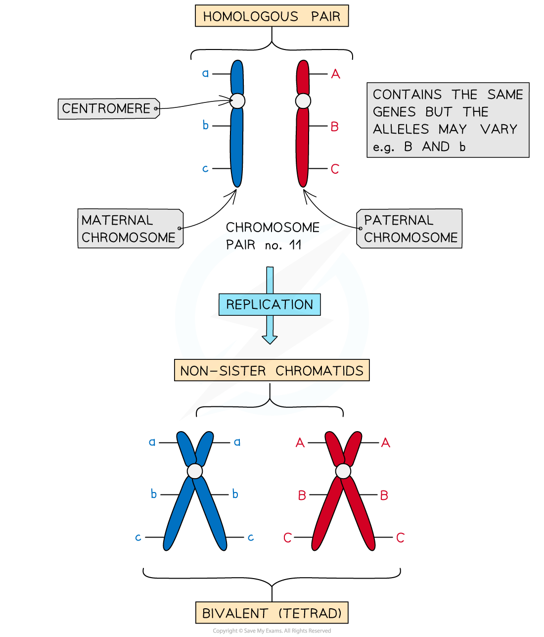 _non-sister-chromatids-originate