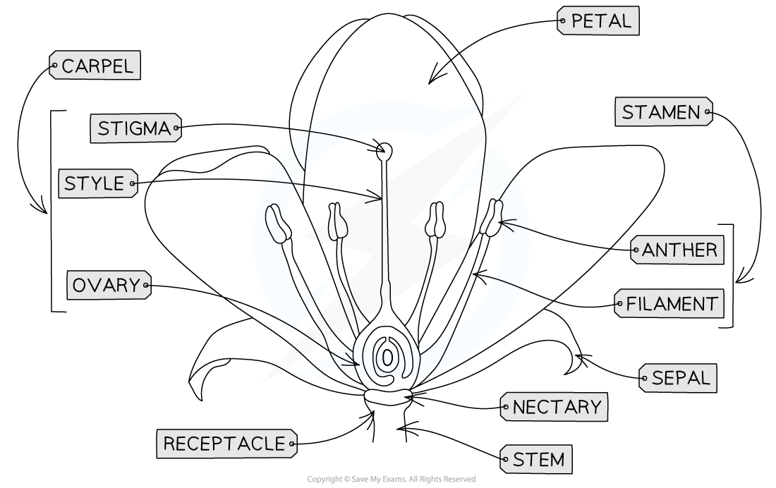 animal-pollinated-flower-2